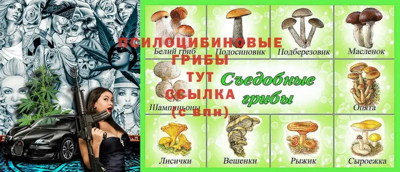 МЕГА ONION  сколько стоит  Севастополь  Псилоцибиновые грибы Psilocybe 